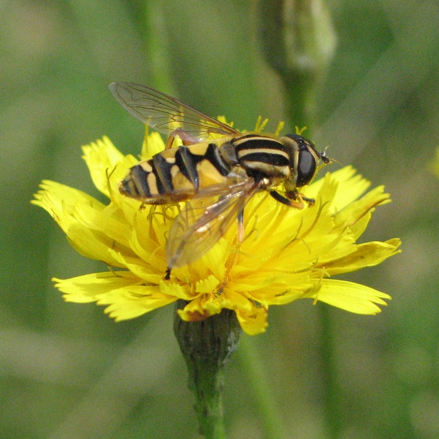 Humbug Hoverfly - Hampton Heath - 2021-08-15